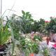 Garden Gardenia Vivaio