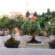 Garden Gardenia Vivaio