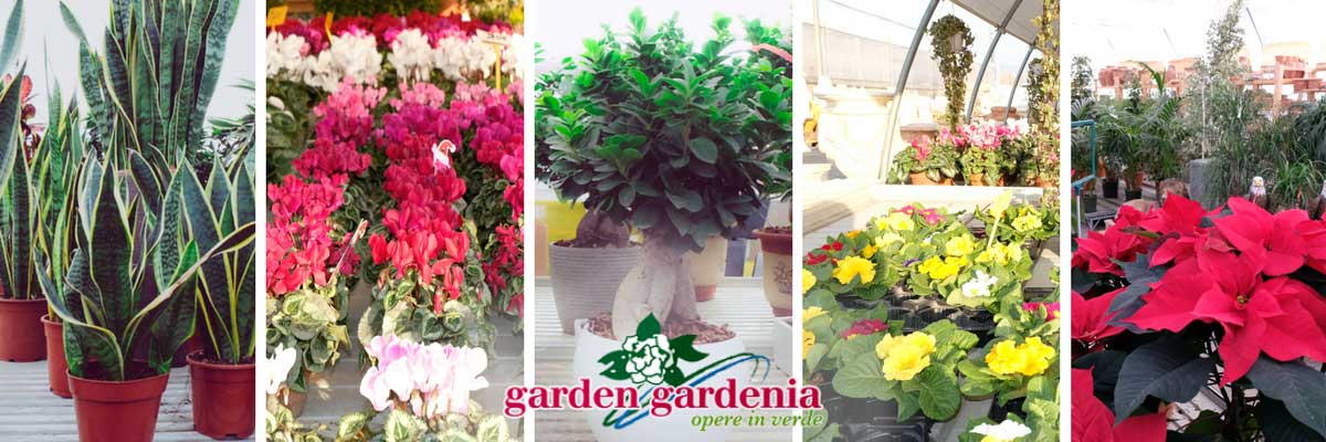 Garden Gardenia